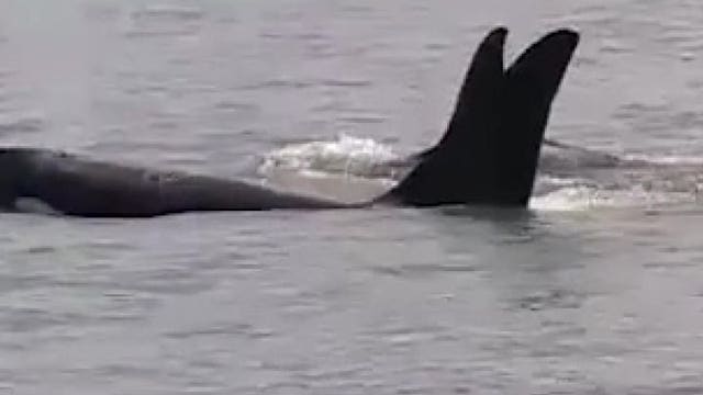 Coast Guard members get close-up view of orcas in Bellingham Bay