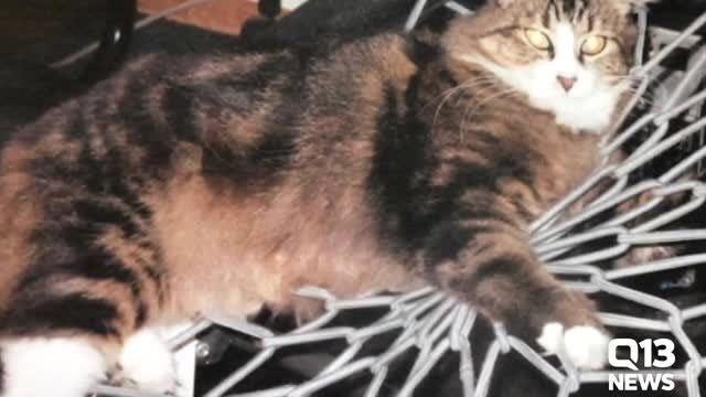 Thurston County cat mutilations: Your questions answered