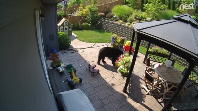 Black bear breaks into Snoqualmie backyard; plays with toys
