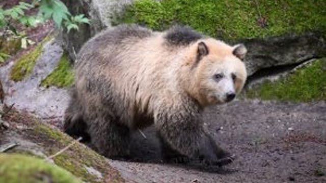 Point Defiance Zoo animals keeping cool during heat wave