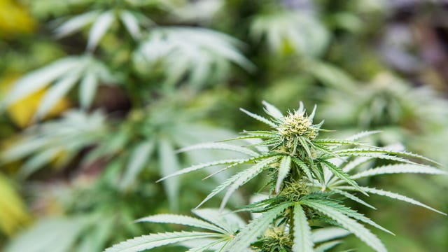 Officials destroy $3 million worth of pot on Eastern Washington farms