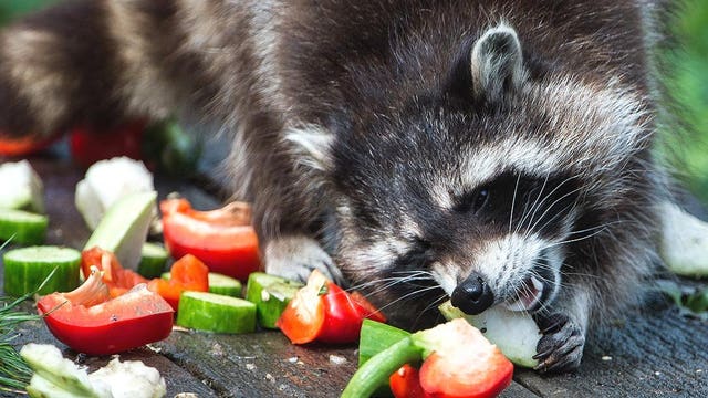 Wildlife officials explain why raccoons in Ohio are acting like 'zombies'