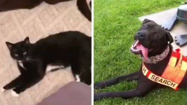 Mr. Kitty found at Sea-Tac after missing for 5 days