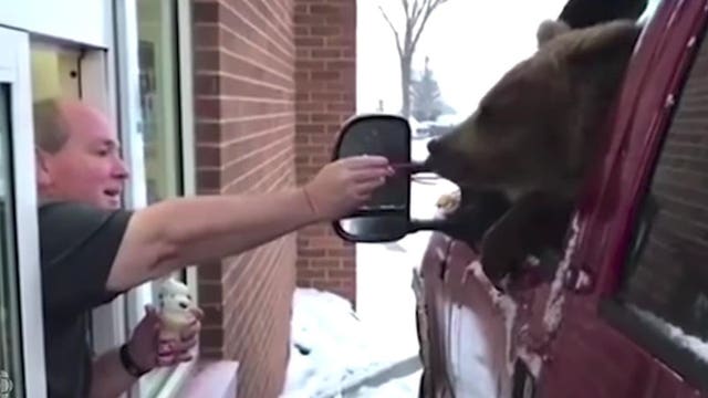 Bear's trip to Dairy Queen ends in charges for zoo owner