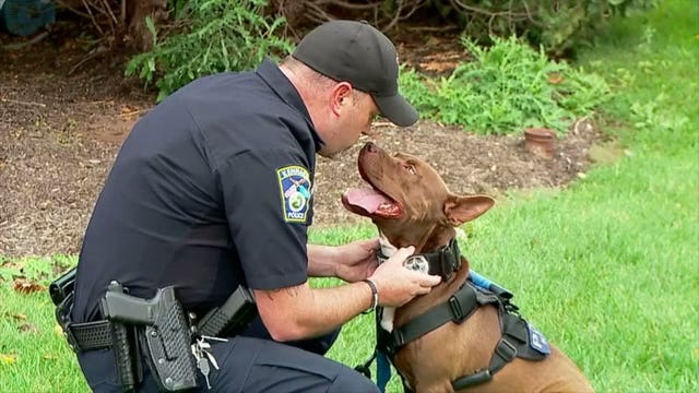Nearly euthanized pit bull gets second chance as K-9