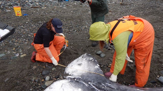 Study to help prevent whale entanglements off Oregon