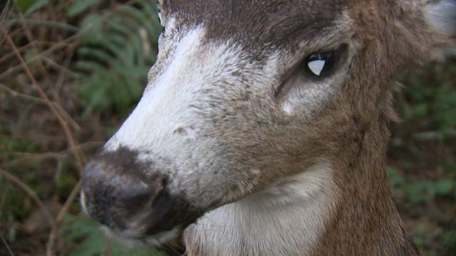 Poachers beware: Robot deer are roaming our woods, hunting for you