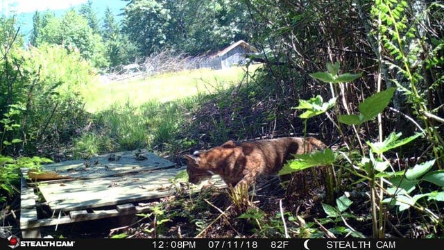 Large cat spotted in Gold Bar backyard