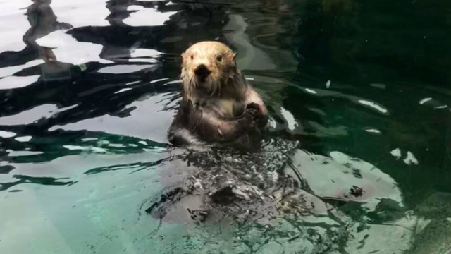 Seattle Aquarium reopens with new safety measures in place