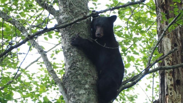 Bear in tree safely recaptured in Mukilteo