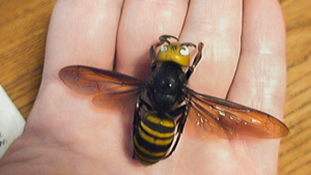 Additional traps for Asian giant hornets set in Bellingham