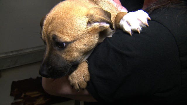 Washington justices: Animal abuse can be considered domestic violence