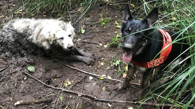 Search dog rescues dog trapped mud for two days