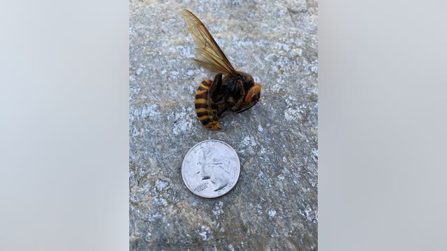 Dead Asian Giant Hornet found in Custer is the first confirmed sighting this year