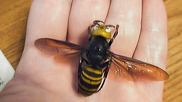 Washington state begins trapping for Asian giant hornets