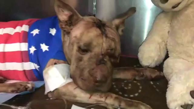 Police: Pit bull found beaten, stabbed in suitcase