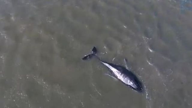 Ailing humpback whale stuck in New York bay is euthanized