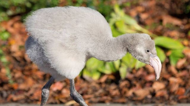 Woodland Park Zoo’s flamingo chick needs a name