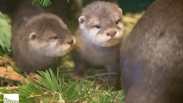 4 otter pups at the Woodland Park Zoo begin to open their eyes (video)