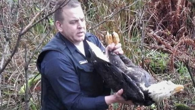 Oregon State trooper rescues 2 injured bald eagles