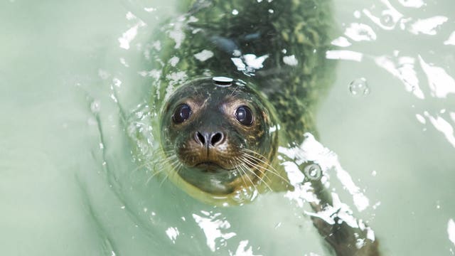 Seal pups Giseal Bündchen and Sealonardo DiCaprio are now free