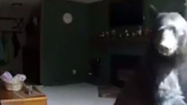 Bear breaks into home and plays the piano