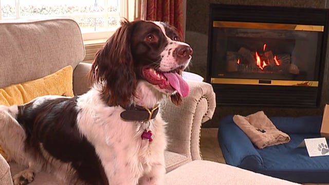 A fun escape: Bellingham hotel welcomes dogs and their humans to enjoy the view