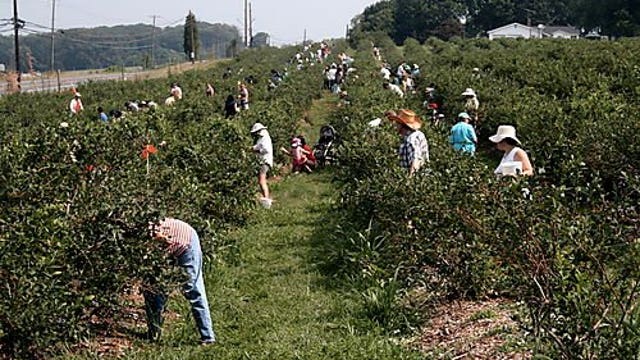 Berry grower to pay $350K for manager assaults on employees