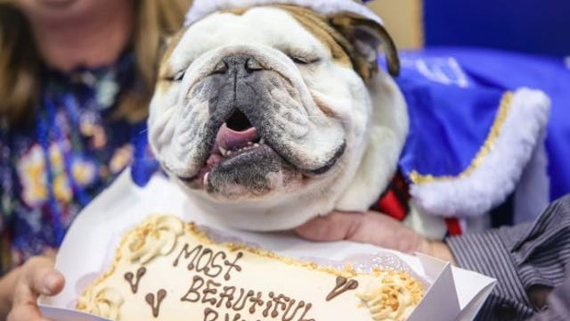 Puppy once destined to be euthanized crowned at bulldog pageant at Drake University