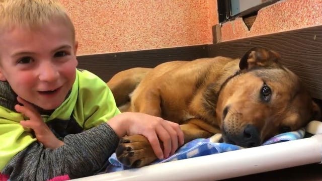 Little boy saves 1,000 dogs from high-kill shelters