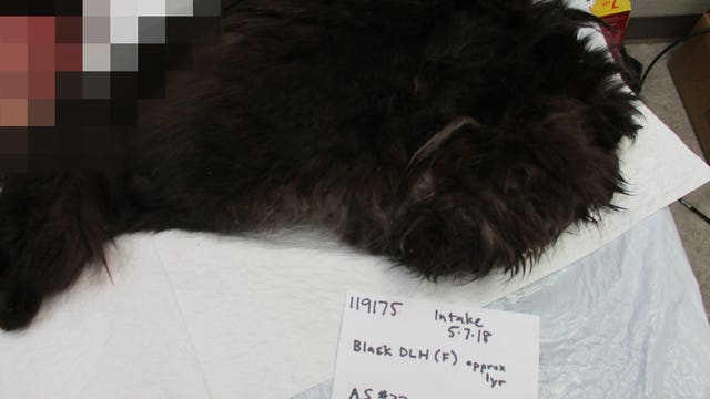 Ninth cat found mutilated in Thurston County, officials say