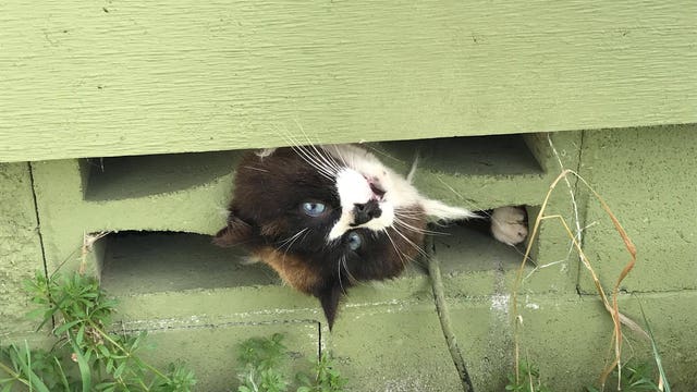 Cat-astrophe averted: firefighters save kitten trapped under home