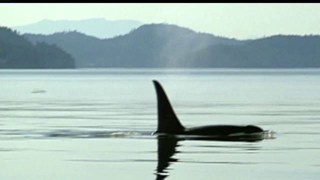NOAA report: Orcas still struggling, 3 primary factors to blame