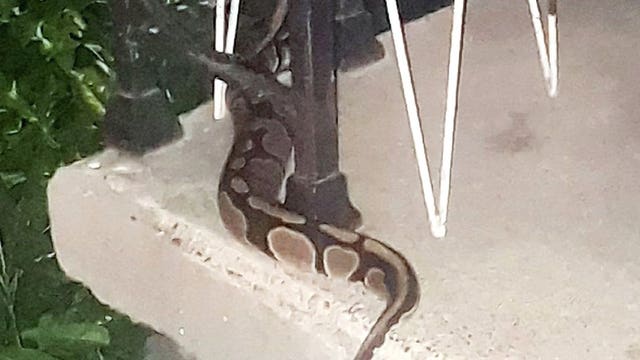 Wandering python has Memphis neighborhood on edge