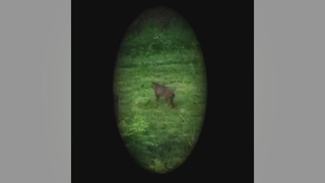 Bobcat spotted in Bothell (video)