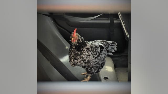 Chicken who flew its coop back home after owner sees bird on Facebook