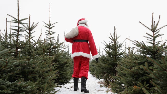 What's in the Amazon box? Maybe a real 7-foot Christmas tree