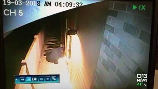 Video shows man setting fire to one of two Jehovah's Witness churches in Thurston County