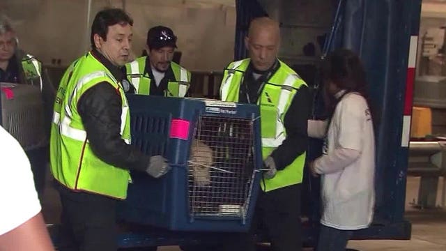 Dog used as drug mule to smuggle $1 million worth of heroin