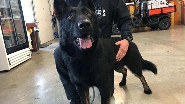 New Pierce County sheriff's K9 named in honor of Deputy McCartney