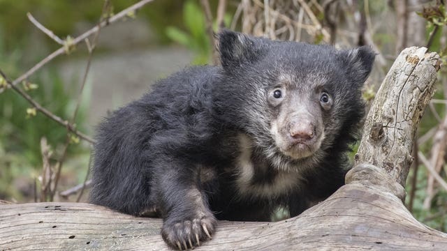 Sloth bear cubs at the Woodland Park Zoo take their first steps outdoors