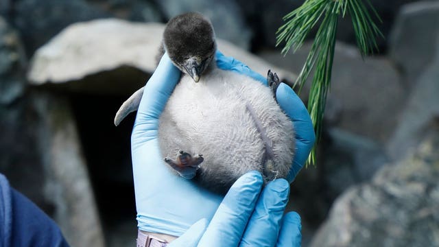2 more penguin chicks hatch at Point Defiance Zoo