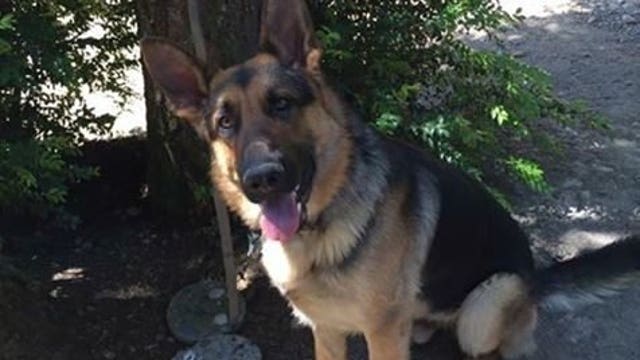 Missing: search and rescue dog, Max, last seen in Tahuya