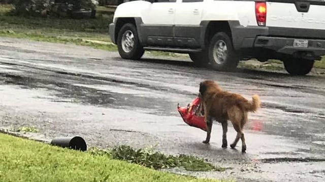 Dog spotted roaming Texas neighborhood carrying entire bag of dog food after Hurricane Harvey