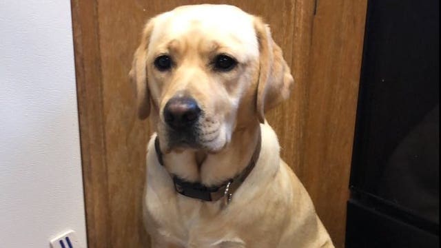 Dog stolen from Bellingham library found