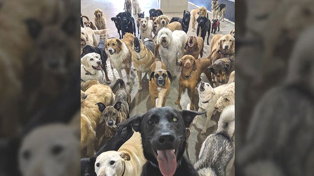 Dogs go viral with epic group 'selfie' at doggie daycare