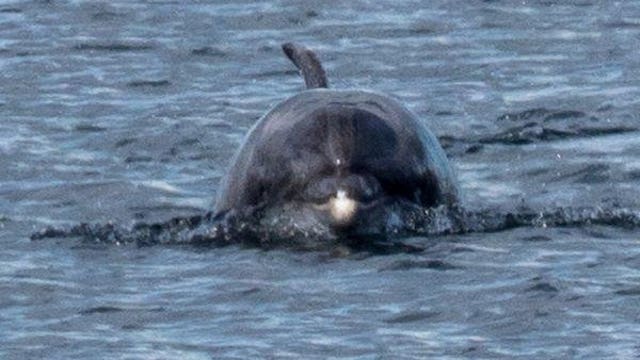 Rare visitors! Bottlenose dolphins living in Puget Sound
