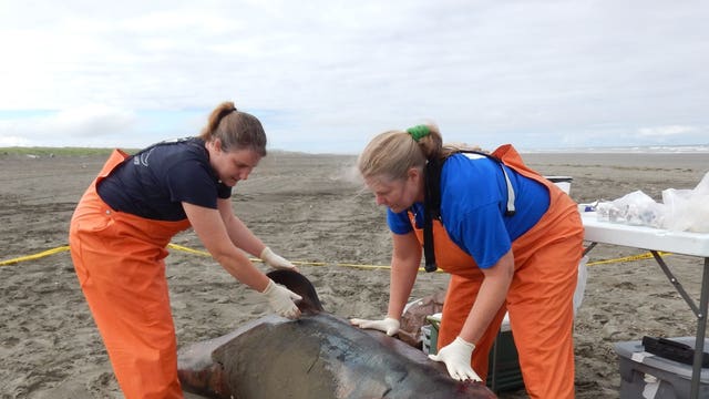 Newborn orca found dead in Ocean Shores
