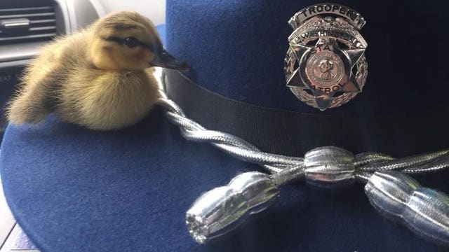 Busy weekend of fowl rescues in Washington state