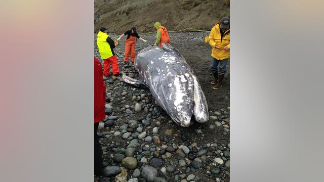 Young gray whale that washed ashore on Whidbey Island was emaciated, researchers say